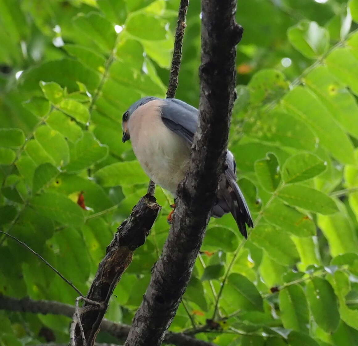 Image of Spot-tailed Goshawk