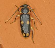 Image of Ash and Privet Borer