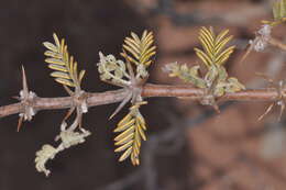 Image of Plectrocarpa rougesii Descole, O'Donell & Lourteig