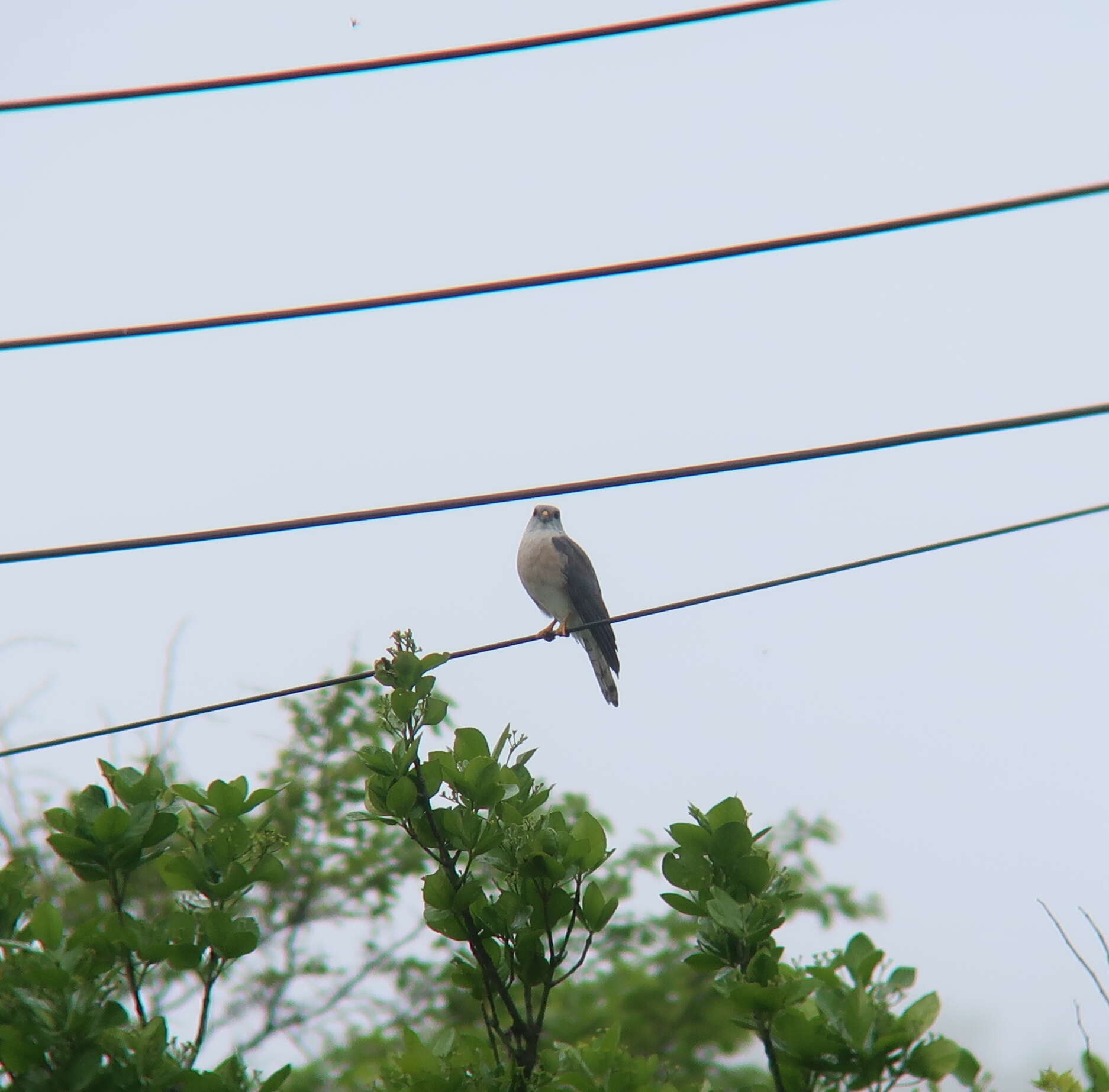 Image of Chinese Sparrowhawk