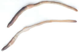 Image of Chestnut worm