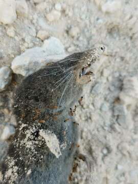 Image of Yucatan Small-eared Shrew