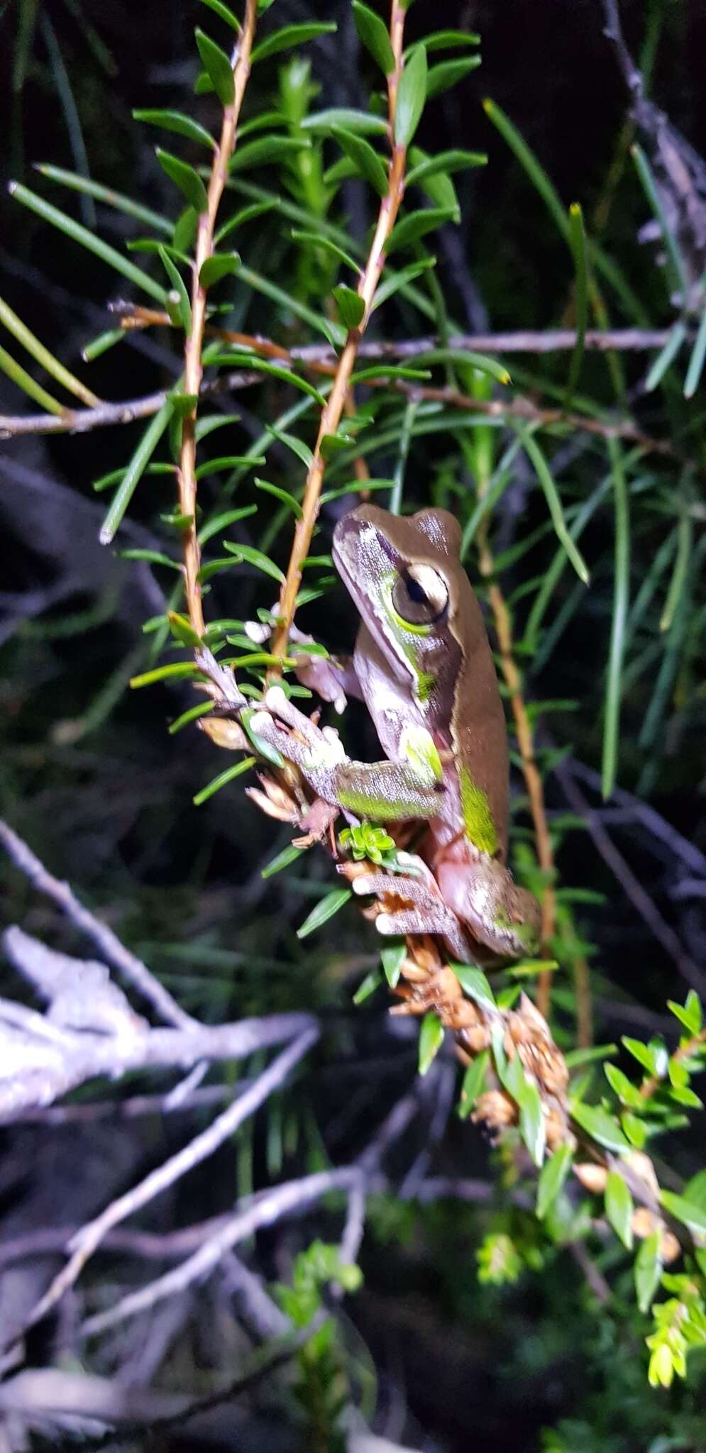 Image of Blue Mountains Tree Frog