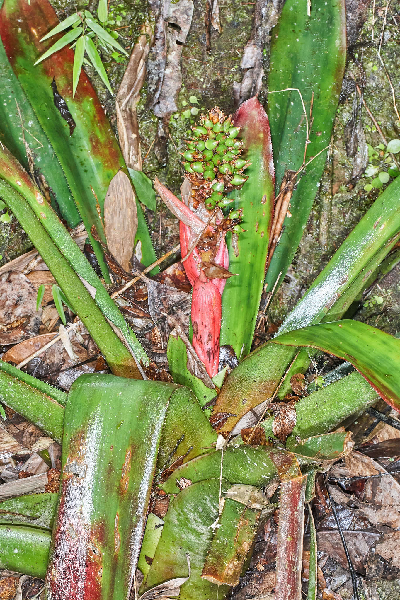 Слика од Hohenbergiopsis guatemalensis (L. B. Sm.) L. B. Sm. & Read