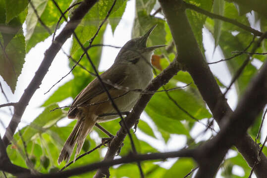 Image of Isthmian Wren