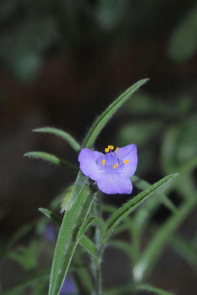 Image de Tradescantia nuevoleonensis Matuda