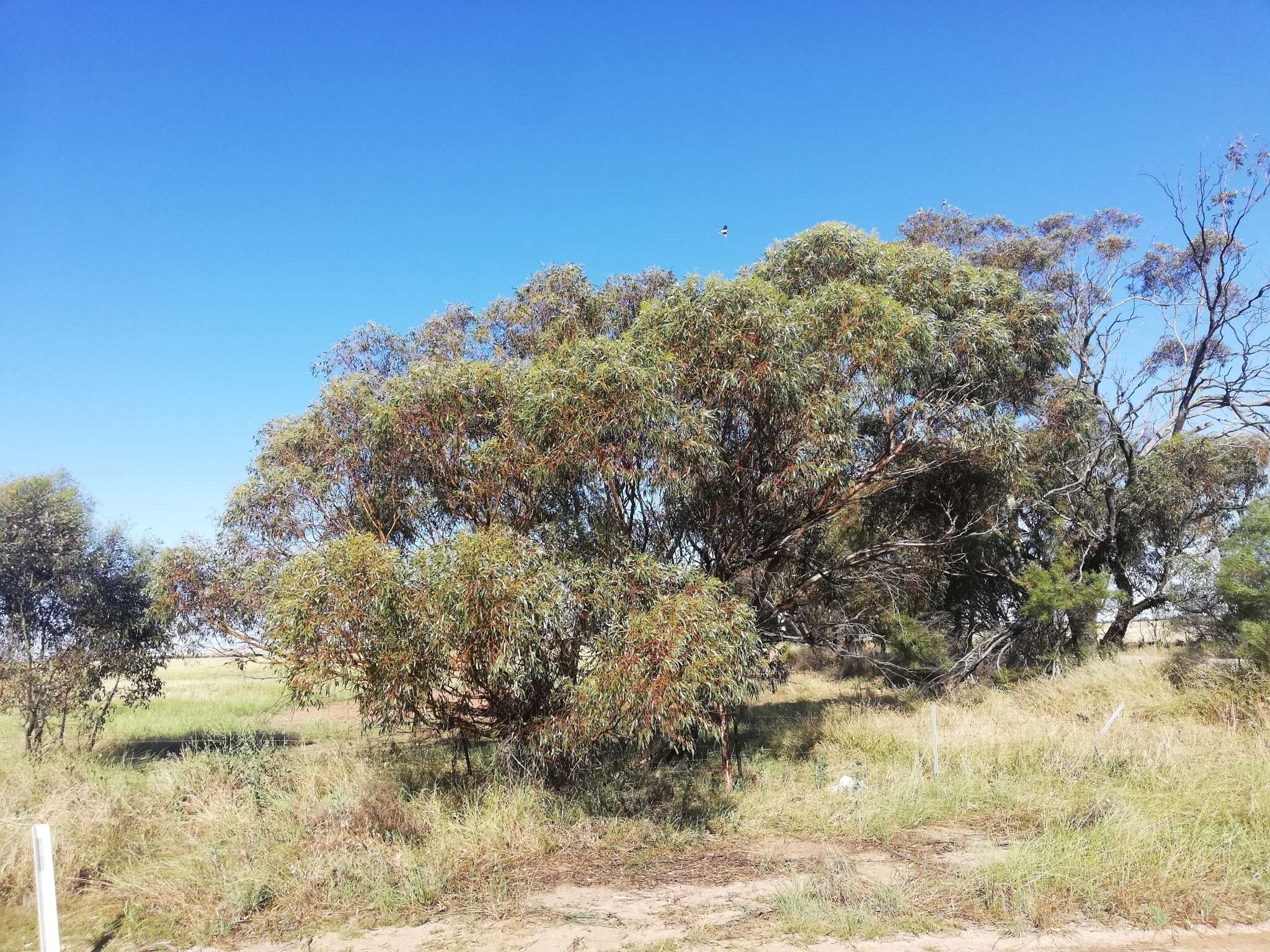 Imagem de Eucalyptus loxophleba subsp. supralaevis L. A. S. Johnson & K. D. Hill