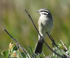 Image of Emberiza capensis capensis Linnaeus 1766