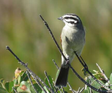 Image of Emberiza capensis capensis Linnaeus 1766