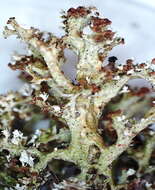 Cladonia crispata var. crispata (Ach.) Flot.的圖片