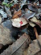 Plancia ëd Mycena ura Segedin 1991