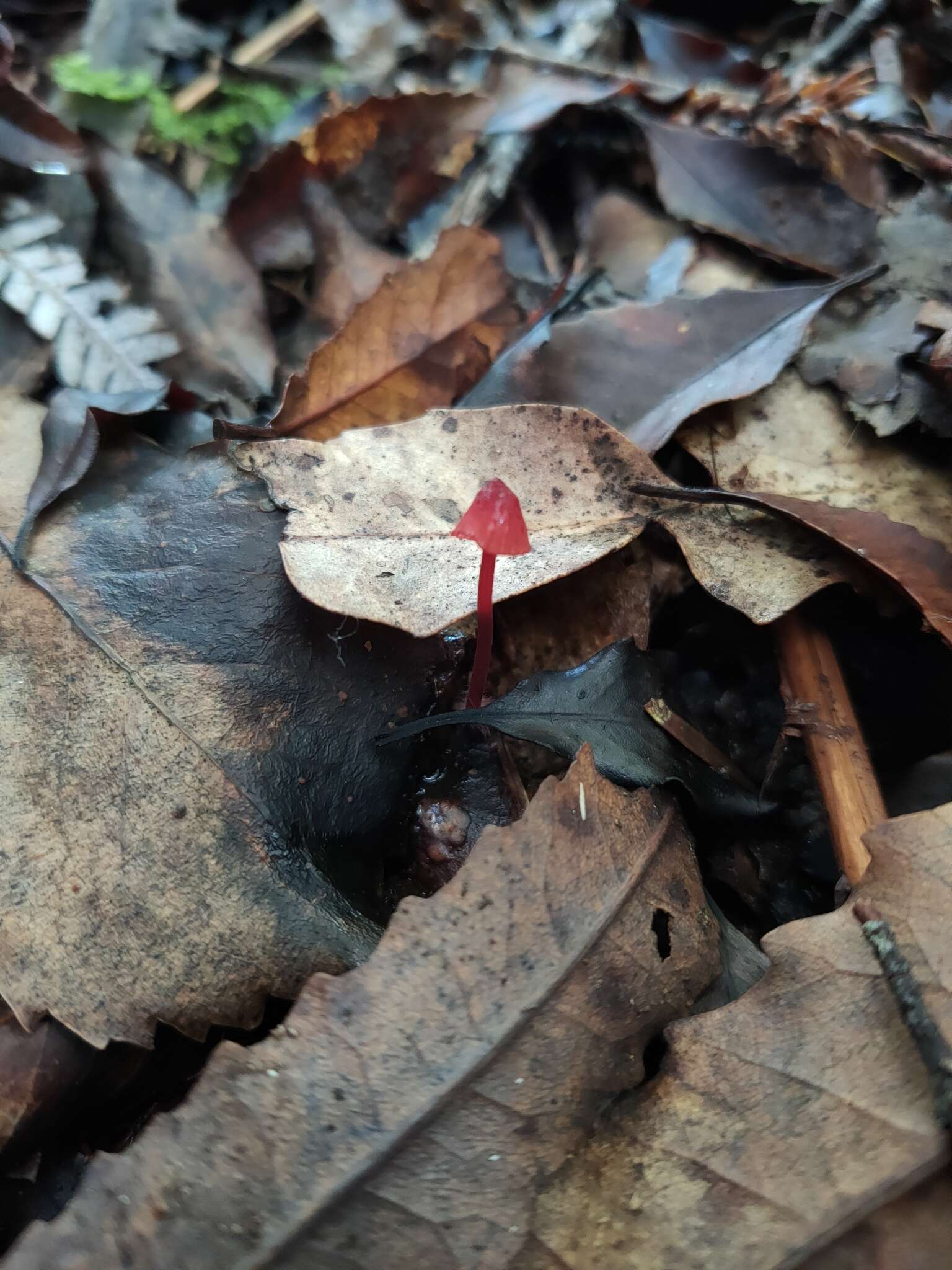 Sivun Mycena ura Segedin 1991 kuva