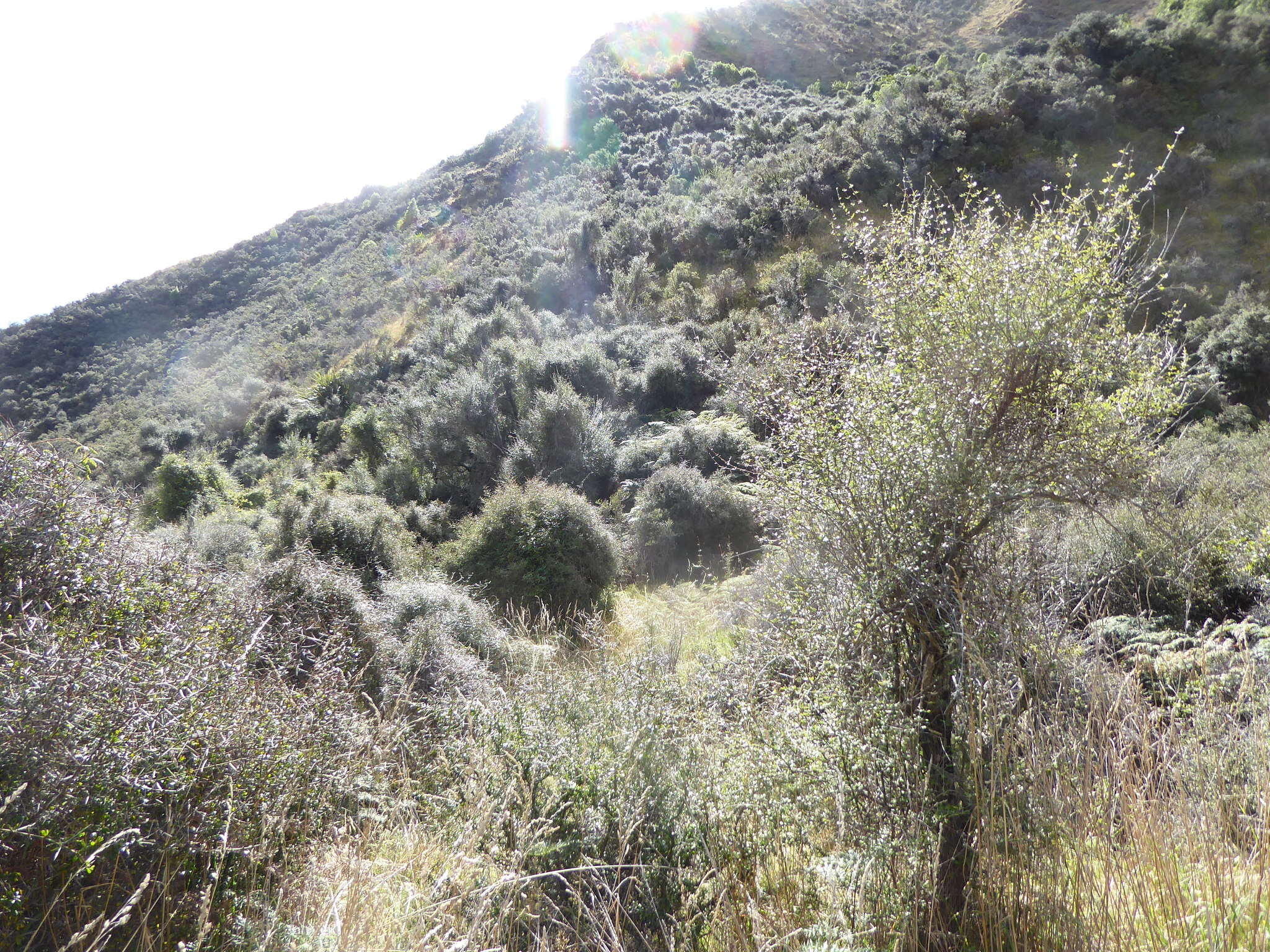 Image of Olearia fimbriata M. Heads