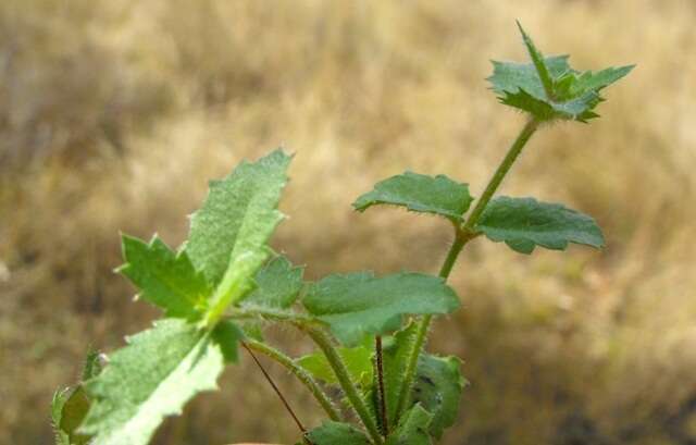 Image of Gonocarpus urceolatus A. E. Orchard