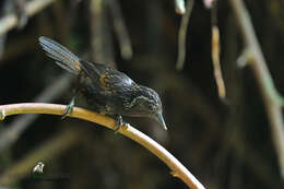 Image of Sikkim Wedge-billed Babbler