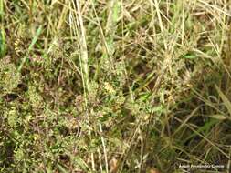 Image of Odontites viscosus subsp. australis (Boiss.) Jahand. & Maire