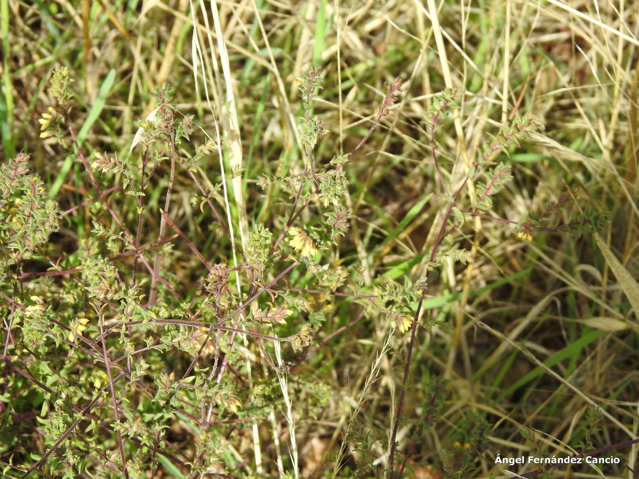 Odontites viscosus subsp. australis (Boiss.) Jahand. & Maire的圖片