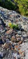 Image of Solidago simplex var. ontarioensis (Ringius) G. S. Ringius