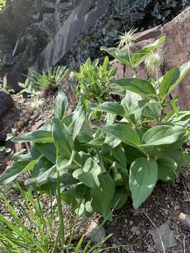 Imagem de Clematis coactilis (Fernald) Keener