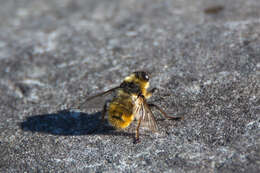 Image of Botfly