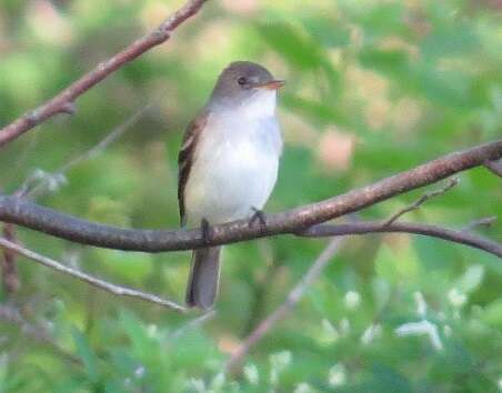 Image of Alder Flycatcher