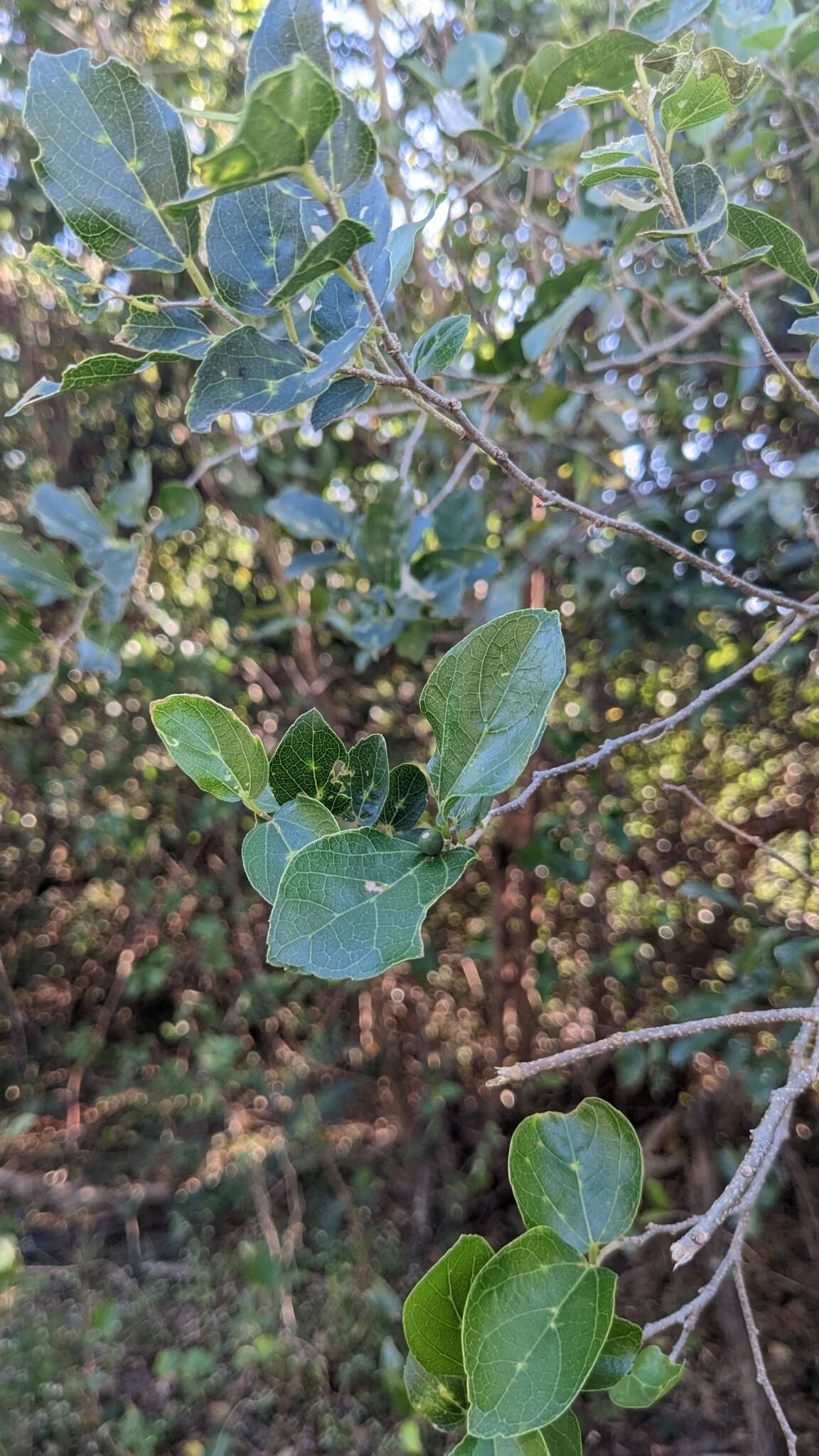 Celtis sinensis var. nervosa (Hemsl.) F. Y. Lu, C. H. Ou, Y. C. Chen, Y. S. Chi, K. C. Lu & Y. H. Tseng的圖片