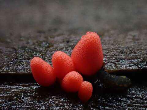 Image of Lycogala conicum