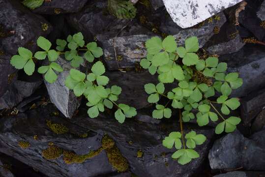 Imagem de Ligusticum scoticum L.