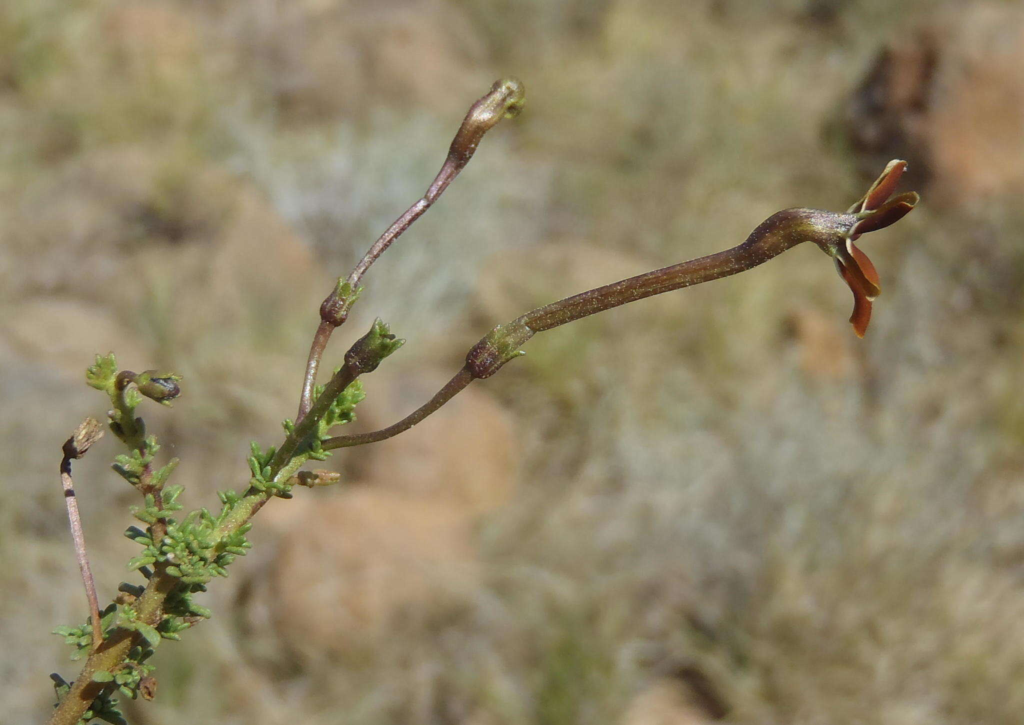 Image de Jamesbrittenia atropurpurea subsp. atropurpurea