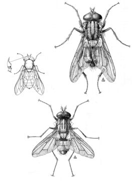 Image of house fly