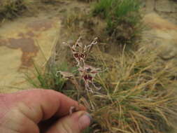 Imagem de Gladiolus permeabilis subsp. edulis (Burch. ex Ker Gawl.) Oberm.