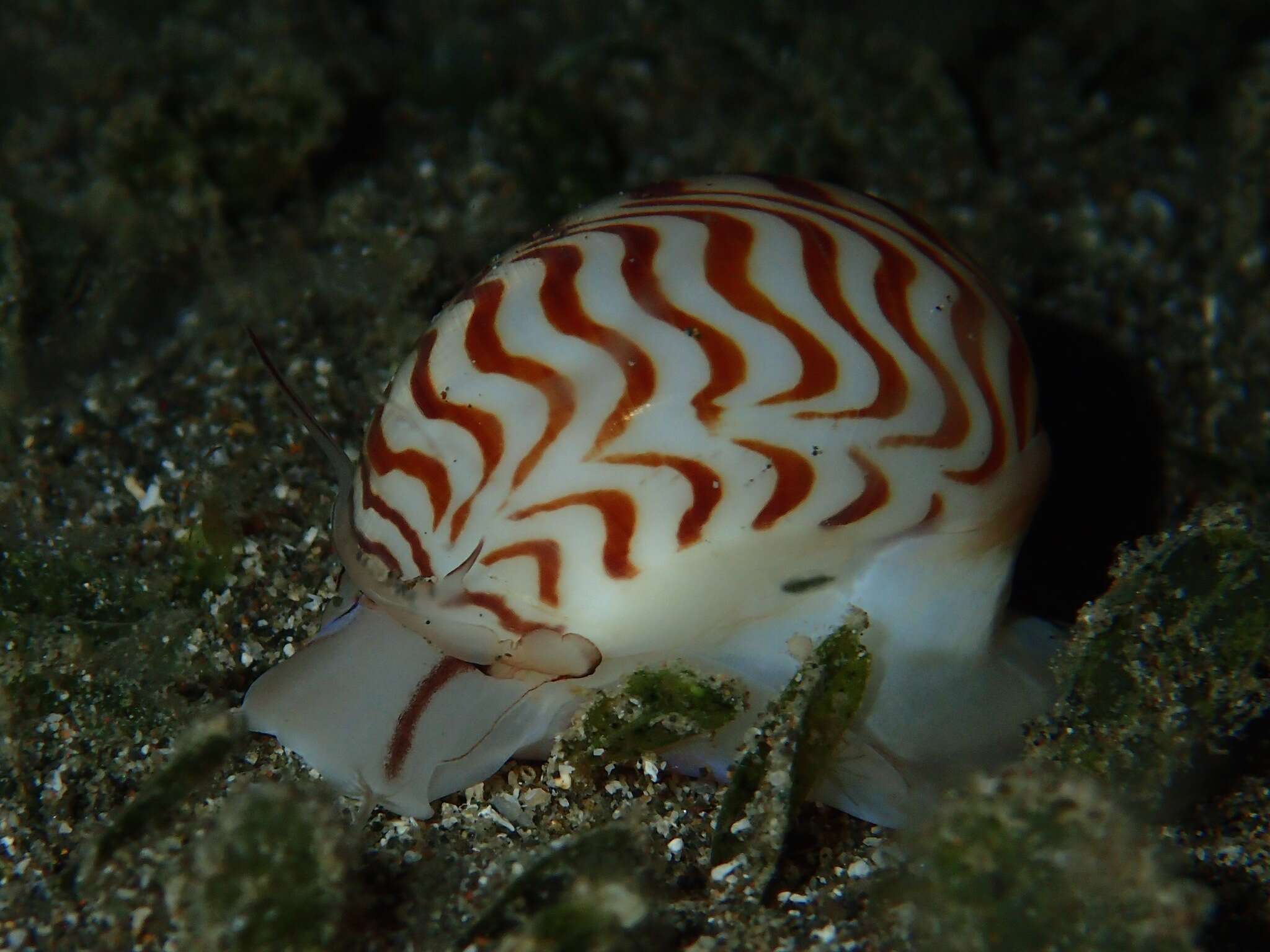 Image of wavy moonsnail