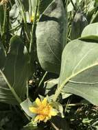 Image of southern mule-ears