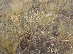 Plancia ëd Klasea erucifolia (L.) Greuter & Wagenitz