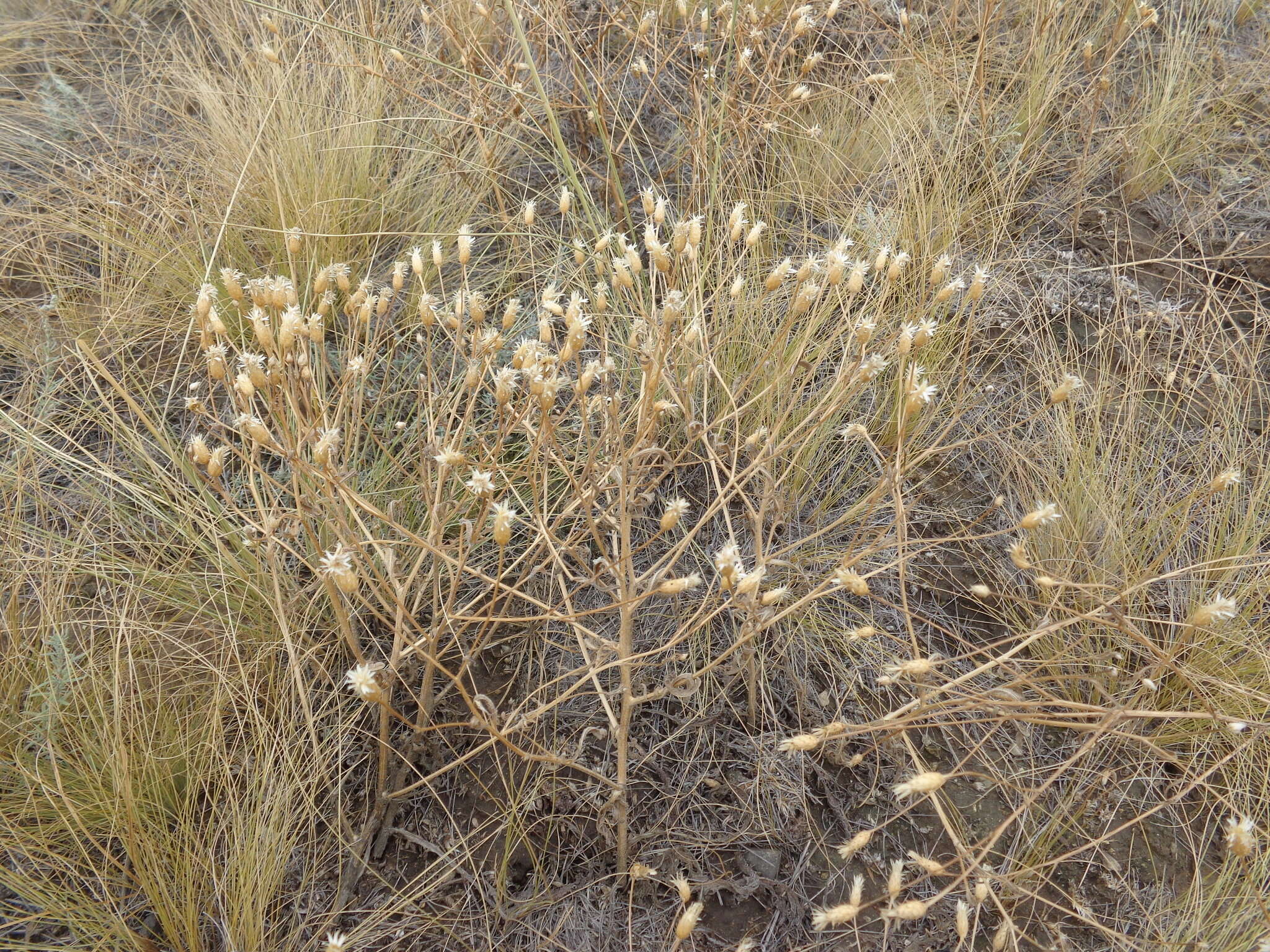 Plancia ëd Klasea erucifolia (L.) Greuter & Wagenitz