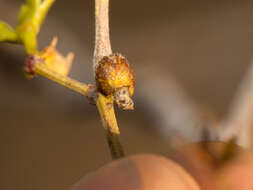 Image of Asphondylia resinosa Gagne 1990