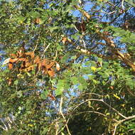 Image of tall albizia