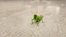 Image of Grasshopper