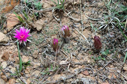 Image de Echinopsis tiegeliana (Wessner) D. R. Hunt