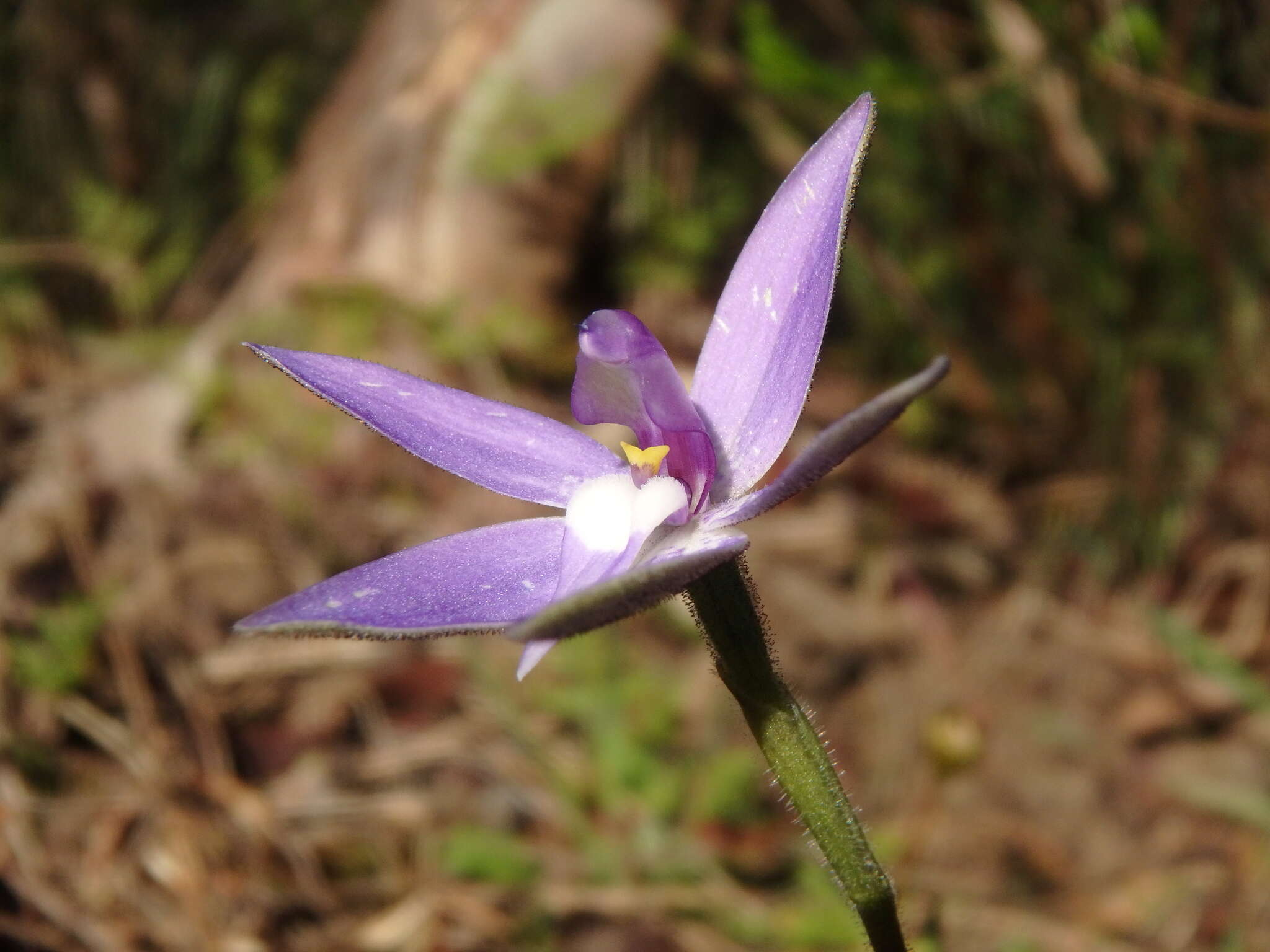 Imagem de Caladenia major (R. Br.) Rchb. fil.