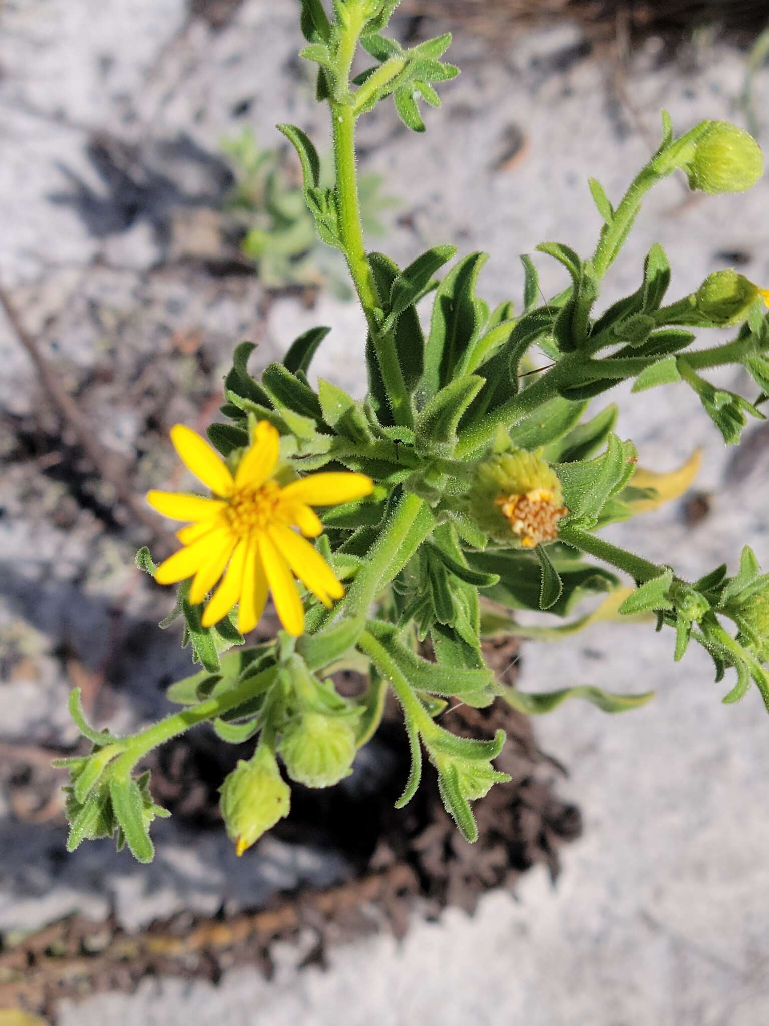 Chrysopsis delaneyi Wunderlin & Semple resmi