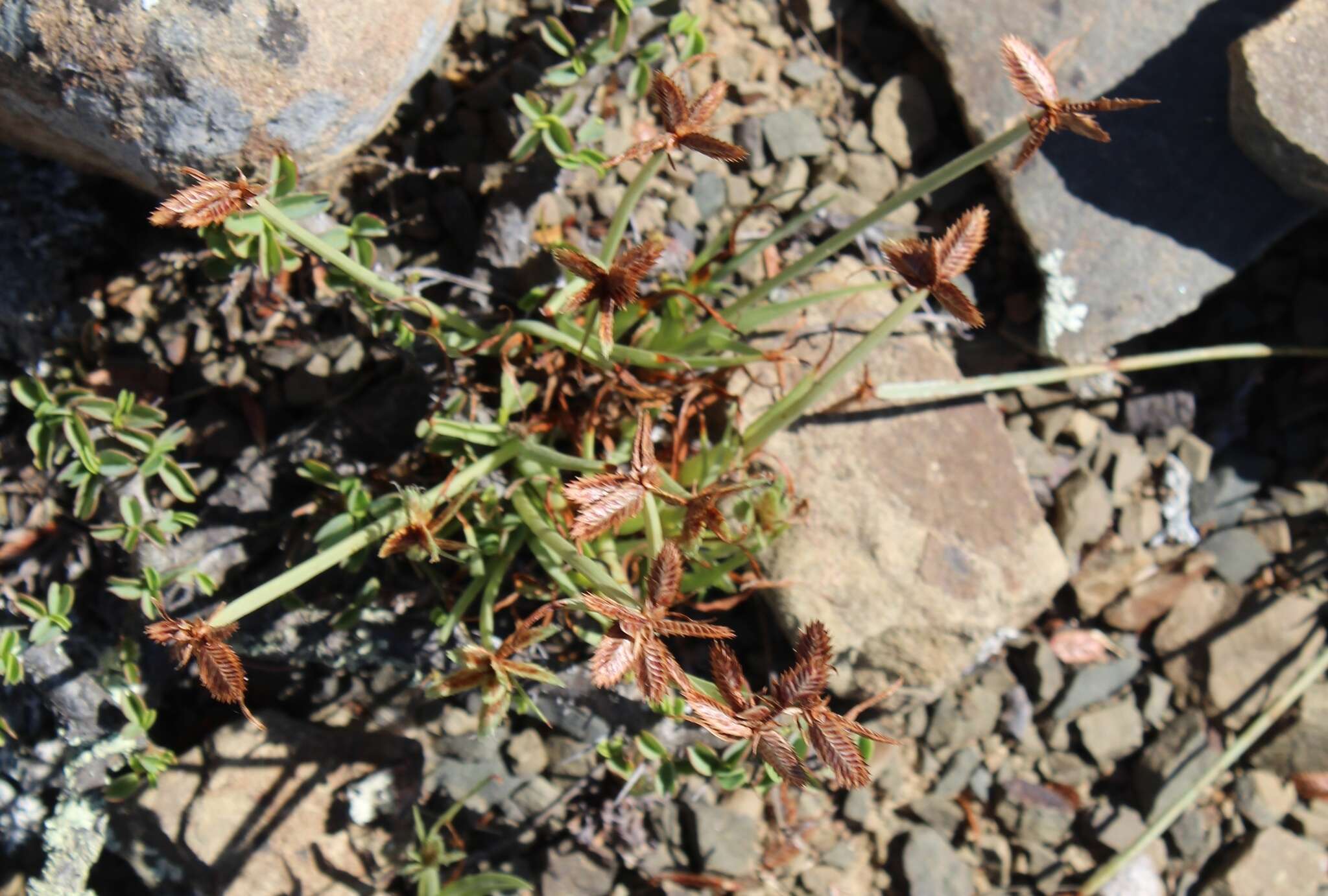 Image of Cyperus rubicundus Vahl