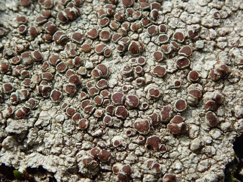 Image of rim lichen