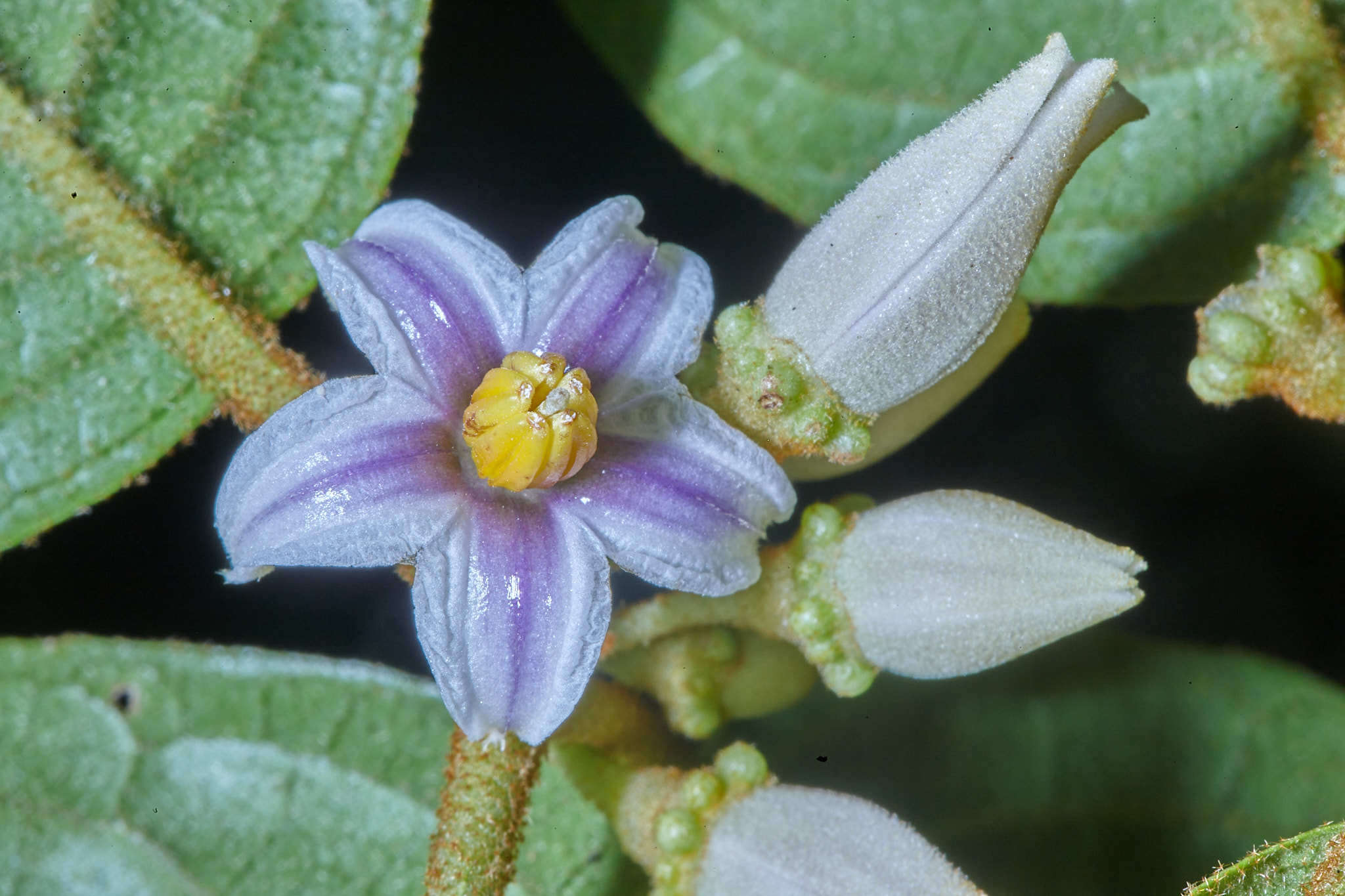 Image of Lycianthes ocellata (J. D. Sm.) Morton & Standl.