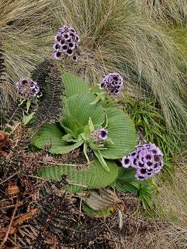 Image of Pleurophyllum speciosum Hook. fil.