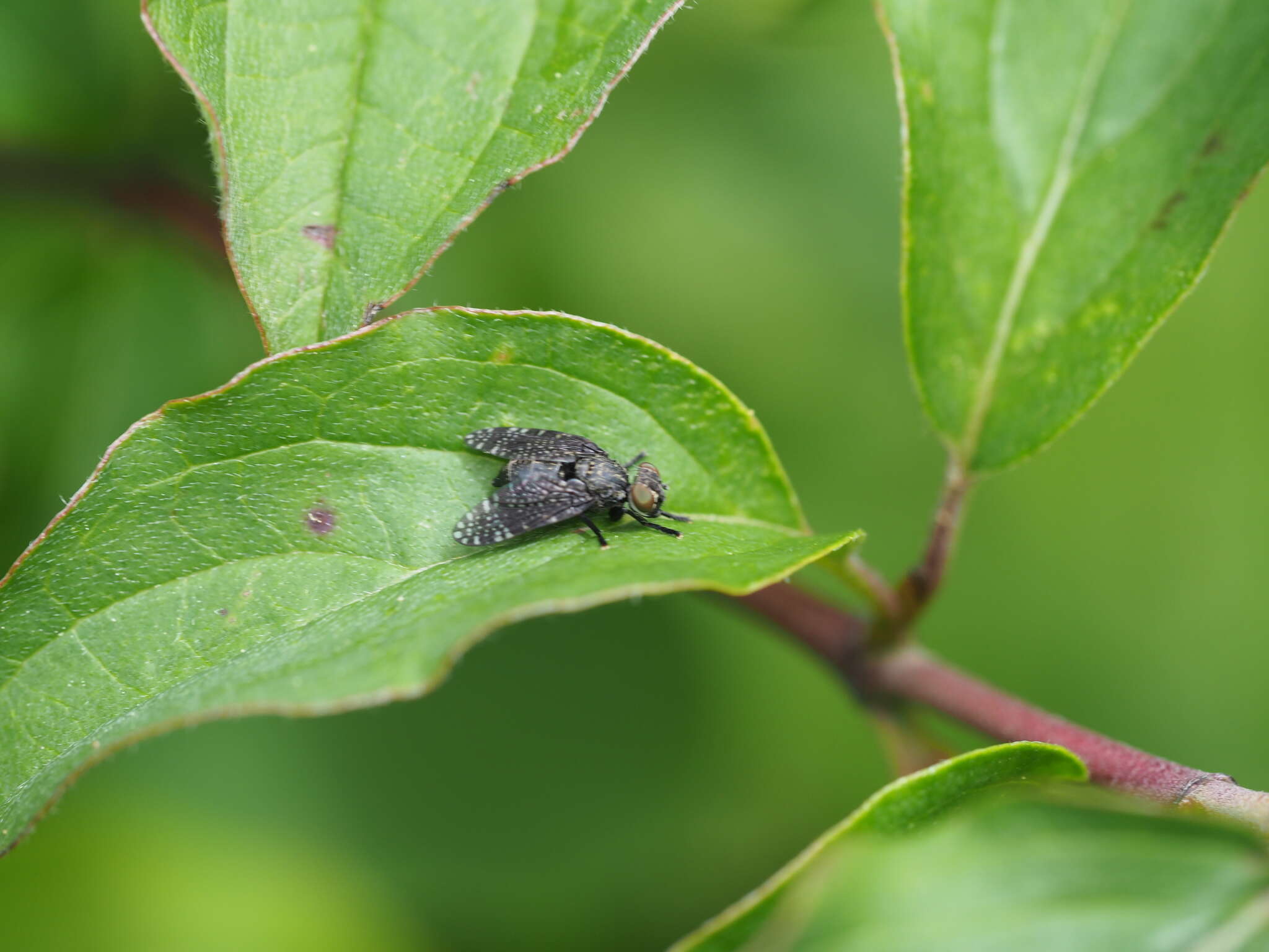 Слика од Platystoma seminationis (Fabricius 1775)