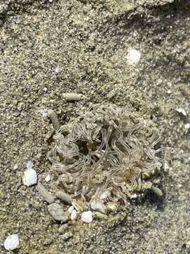 Image of white burrowing anemone