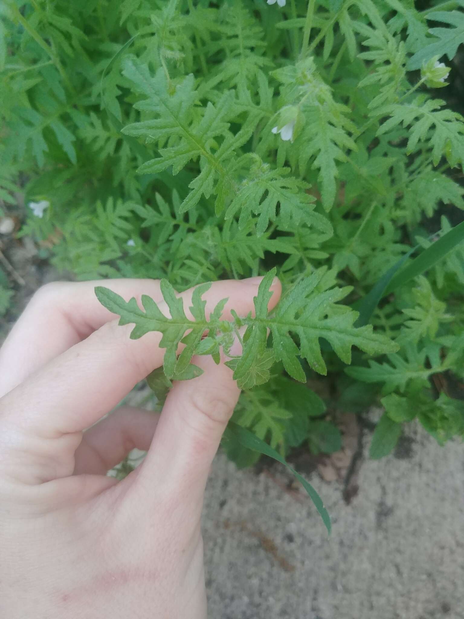 Image de Ellisia nyctelea (L.) L.