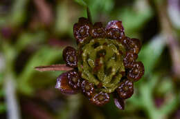 Imagem de Chrysanthellum indicum subsp. afroamericanum B. L. Turner