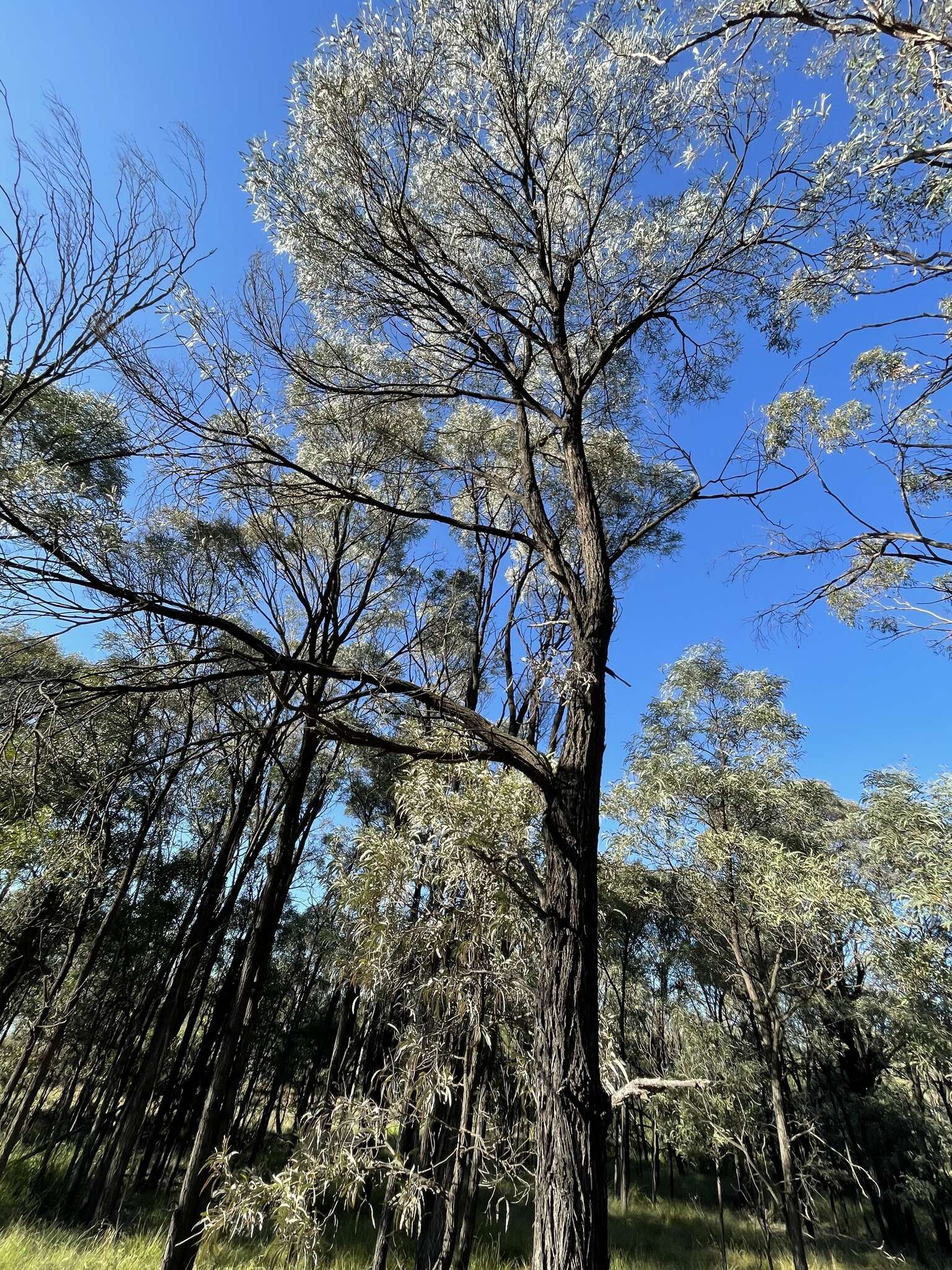 Image of Acacia harpophylla F. Muell. ex Benth.